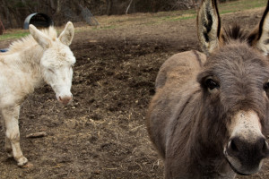 miniature donkeys in tennessee