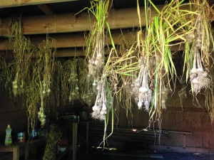 curing garlic