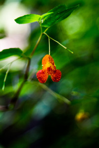 Impatiens capensis - jewelweed