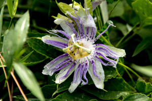 herbs for tinctures